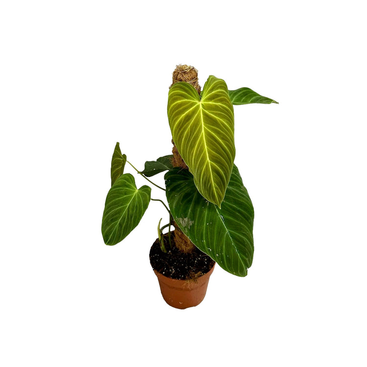#product-name# - #shop-name#