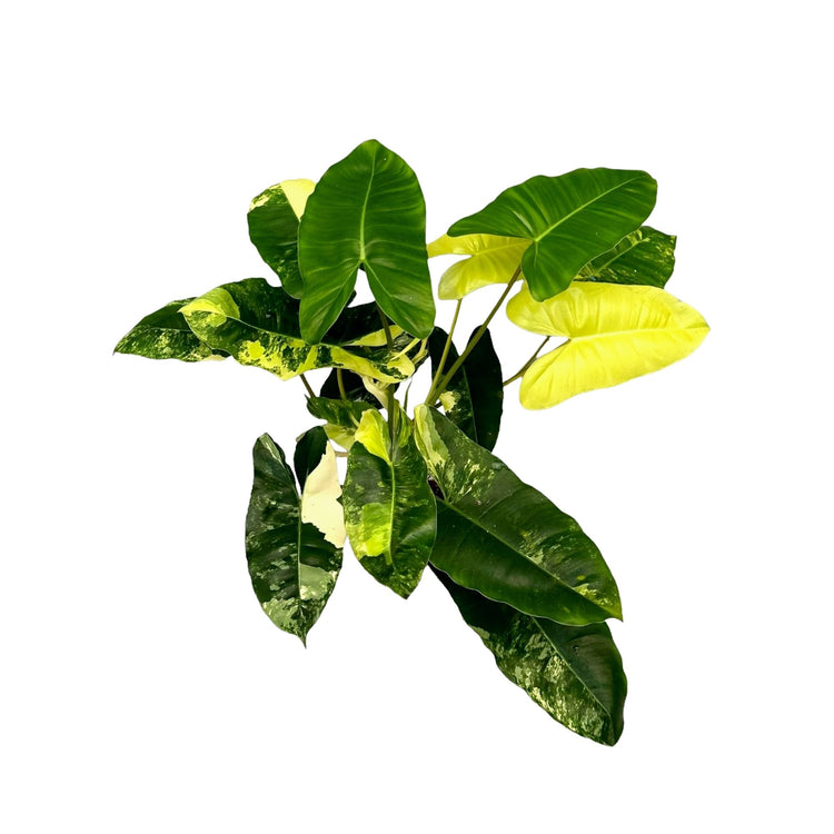 #product-name# - #shop-name#