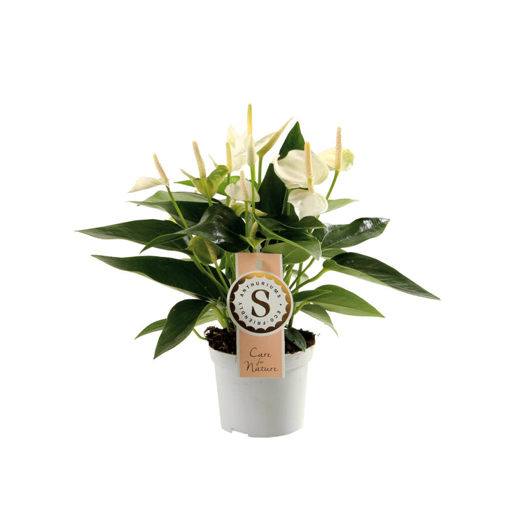 #product-name# - #shop-name#