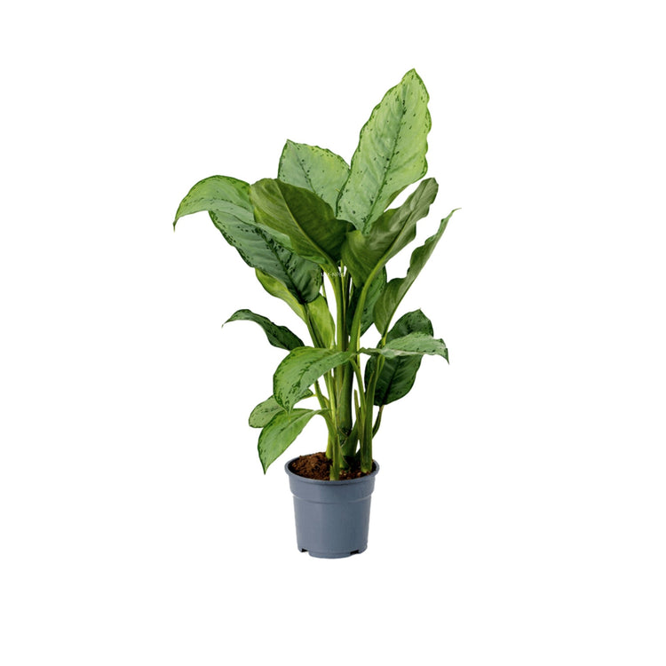 #product-name# - #shop-name#
