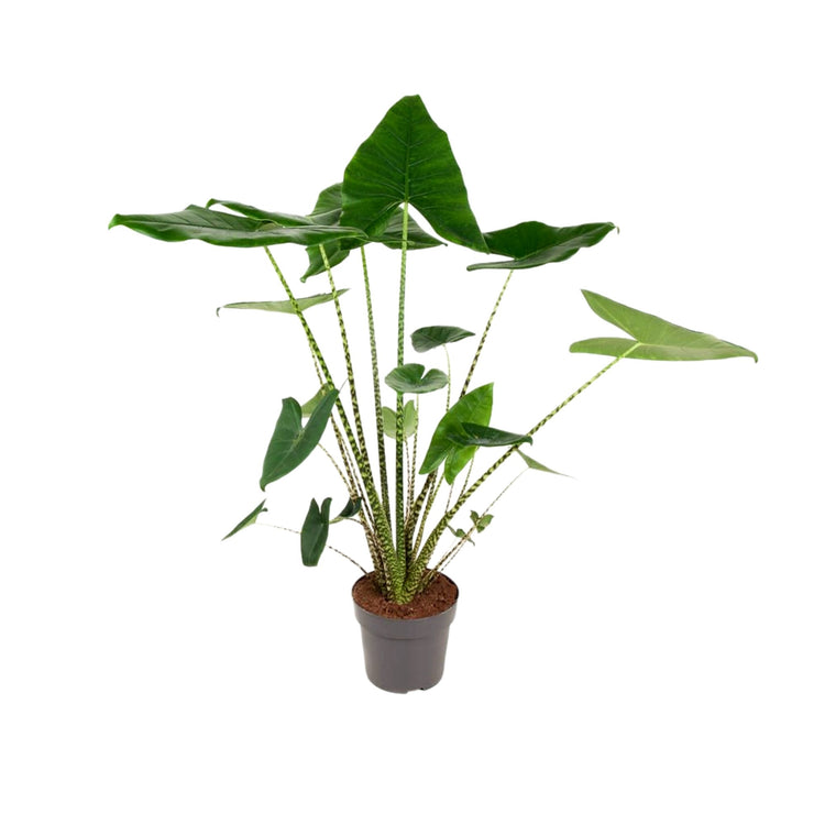 #product-name# - #shop-name#
