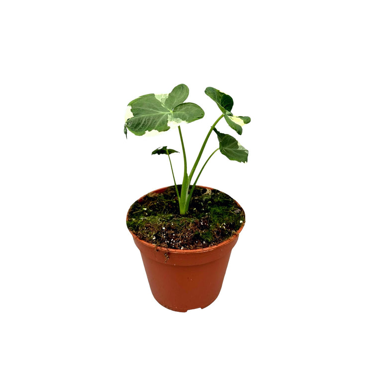#product-name# - #shop-name#