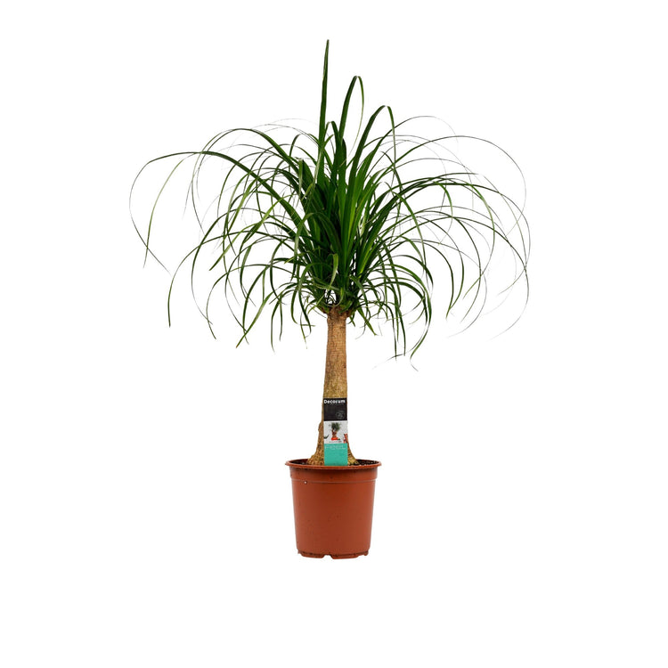 #product-name# - #shop-name#