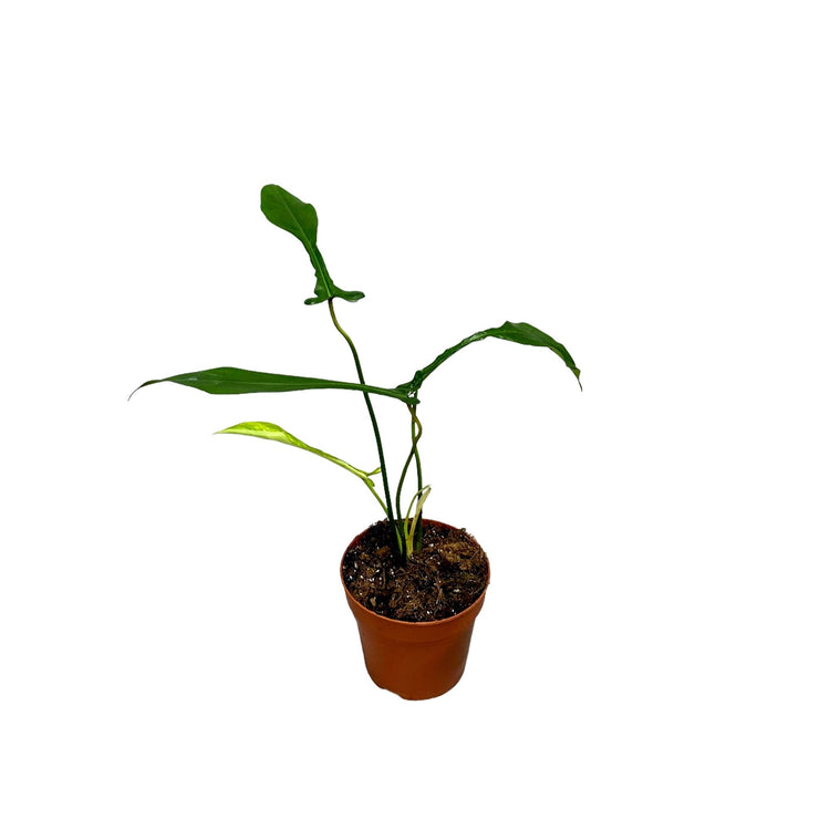 #product-name# - #shop-name#