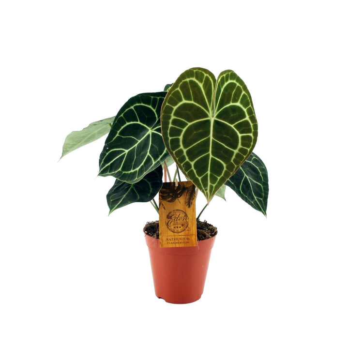 #product-name# - #shop-name#