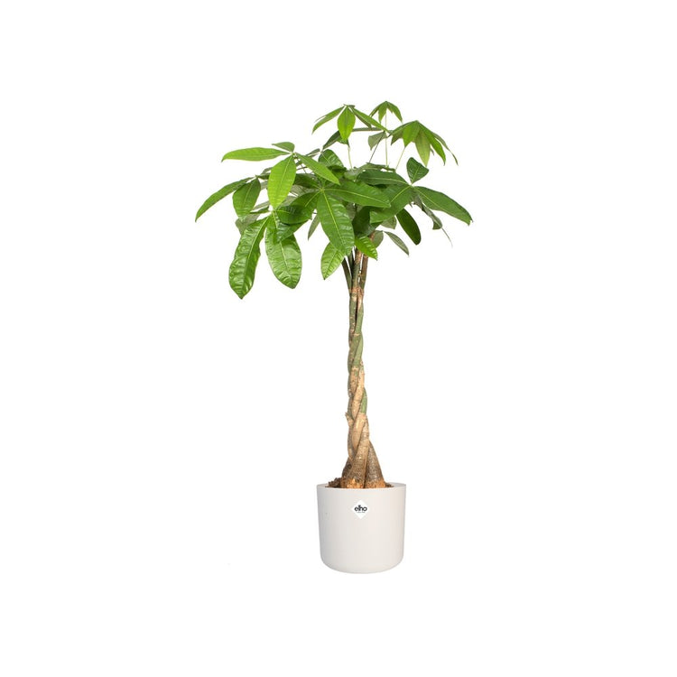 #product-name# - #shop-name#