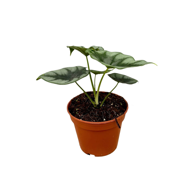 #product-name# - #shop-name#