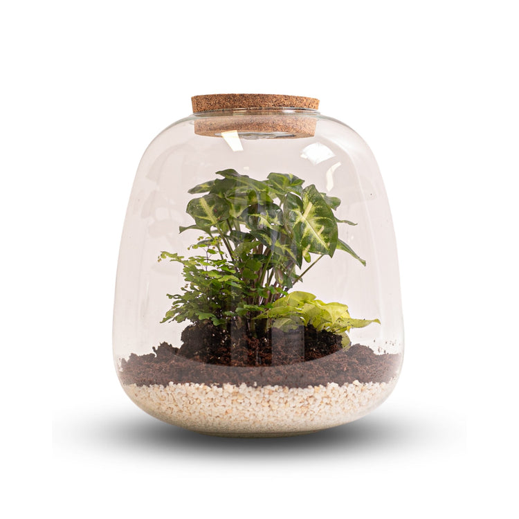 #product-name# - #shop-name#