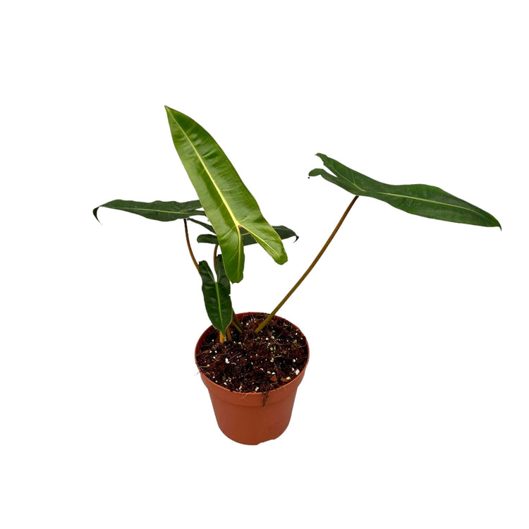 #product-name# - #shop-name#