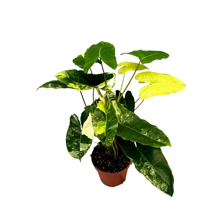 #product-name# - #shop-name#