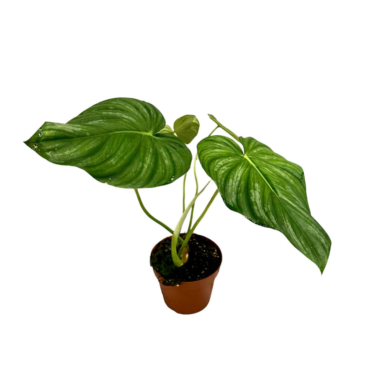 #product-name# - #shop-name#