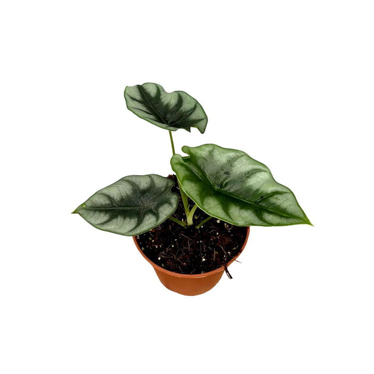 #product-name# - #shop-name#