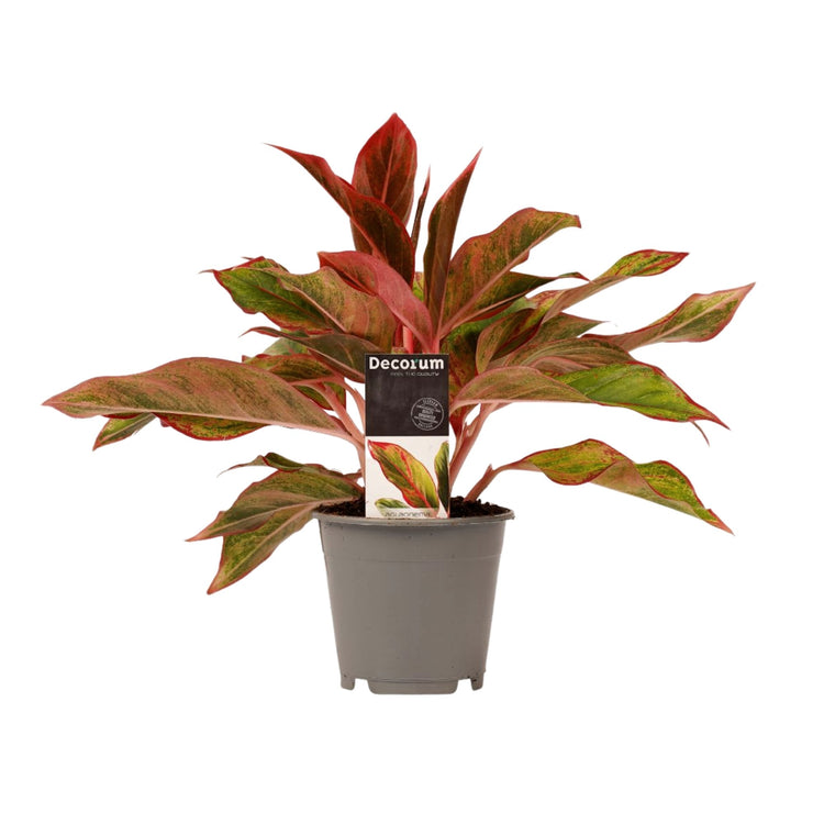 #product-name# - #shop-name#