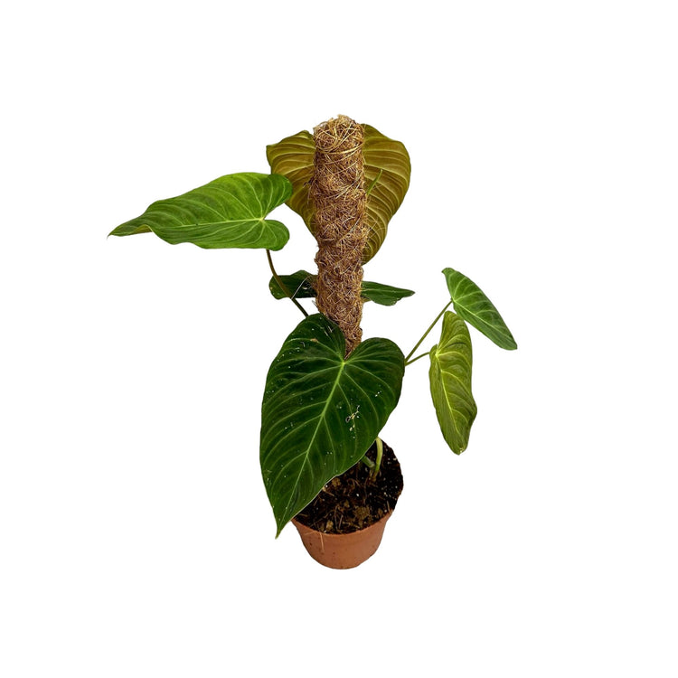 #product-name# - #shop-name#