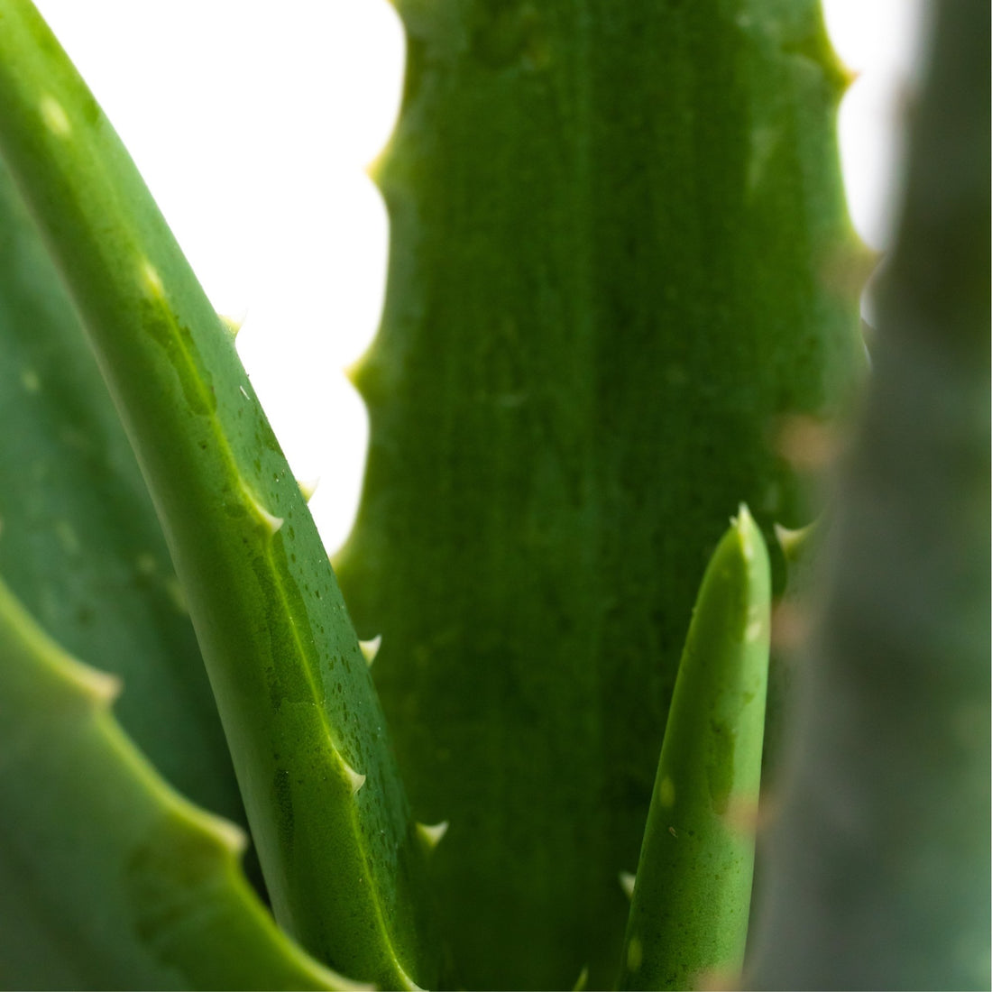 Aloe vera: Verzorging & tips - Dau