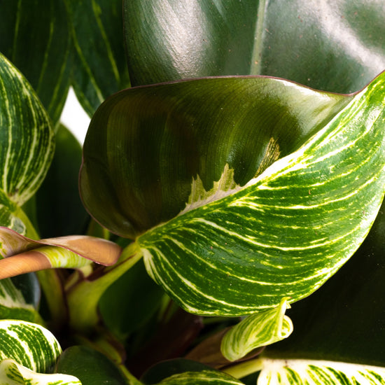 Philodendron Birkin: Verzorging & weetjes - Dau