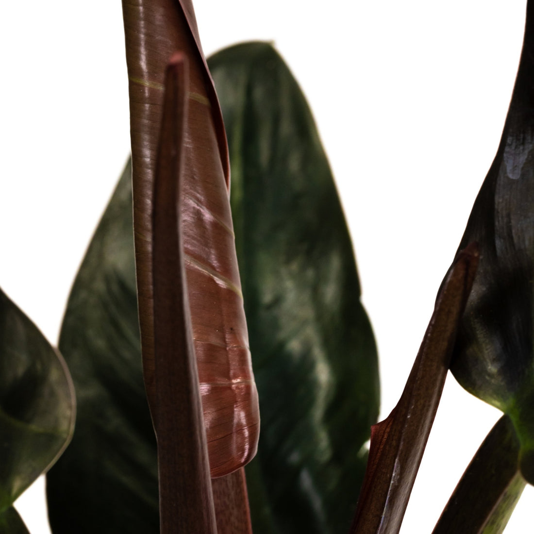 Philodendron erubescens: Verzorging & weetjes - Dau