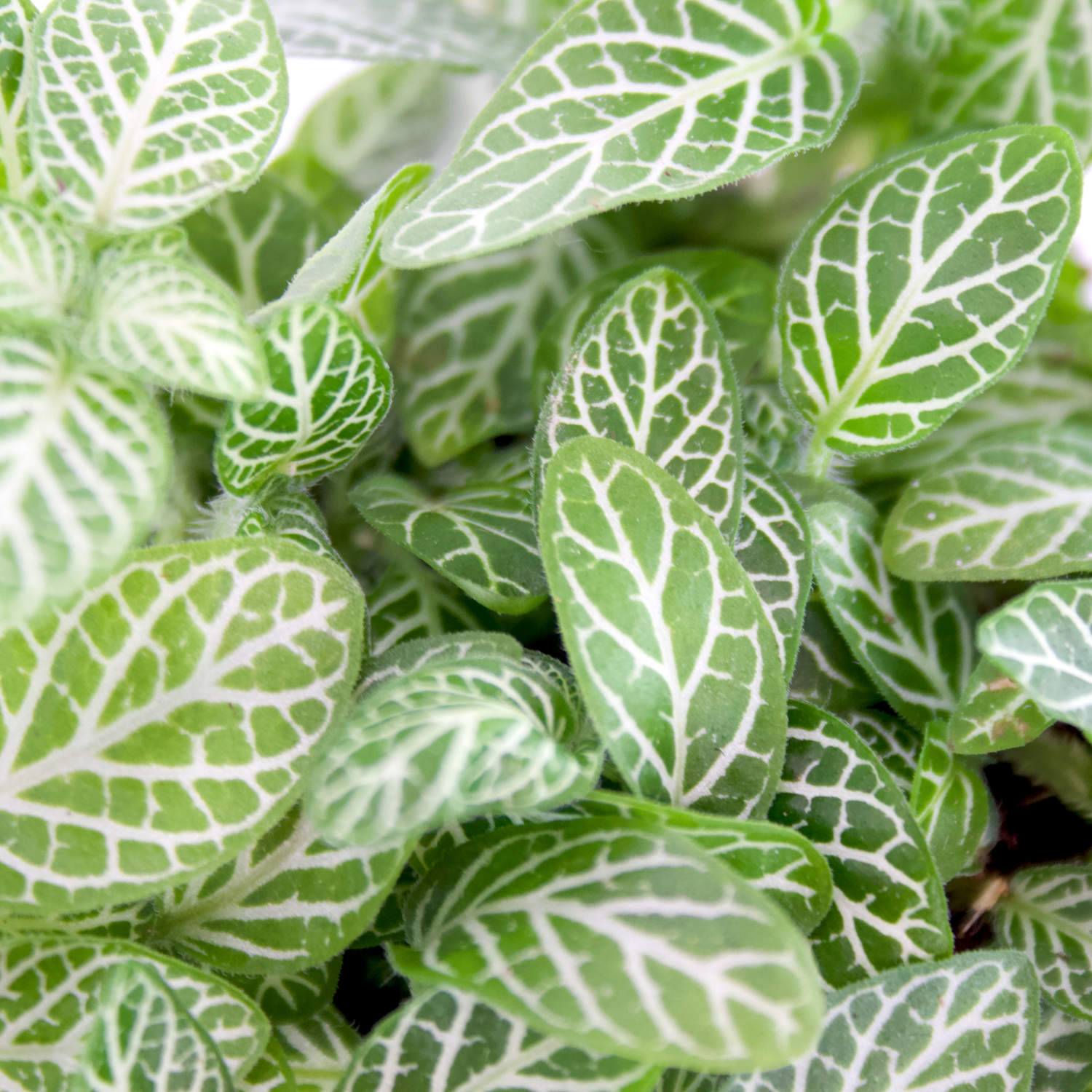 Fittonia