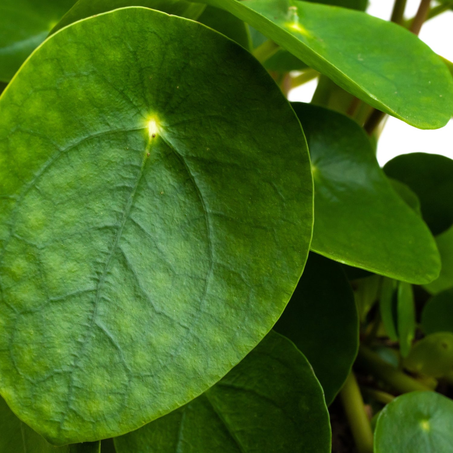 Pilea - Dau