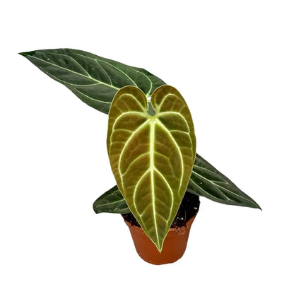 Anthurium regale | klein