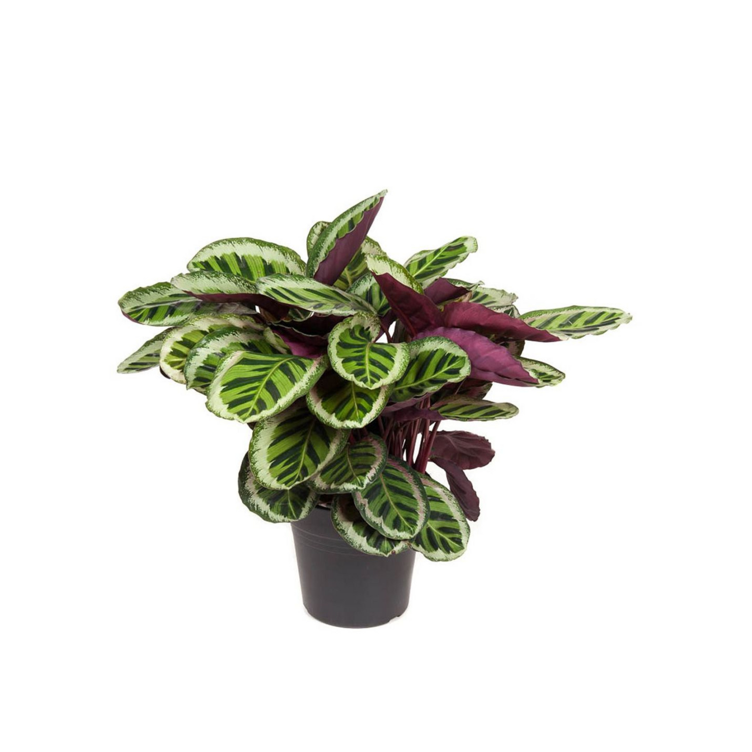 Calathea roseopicta &