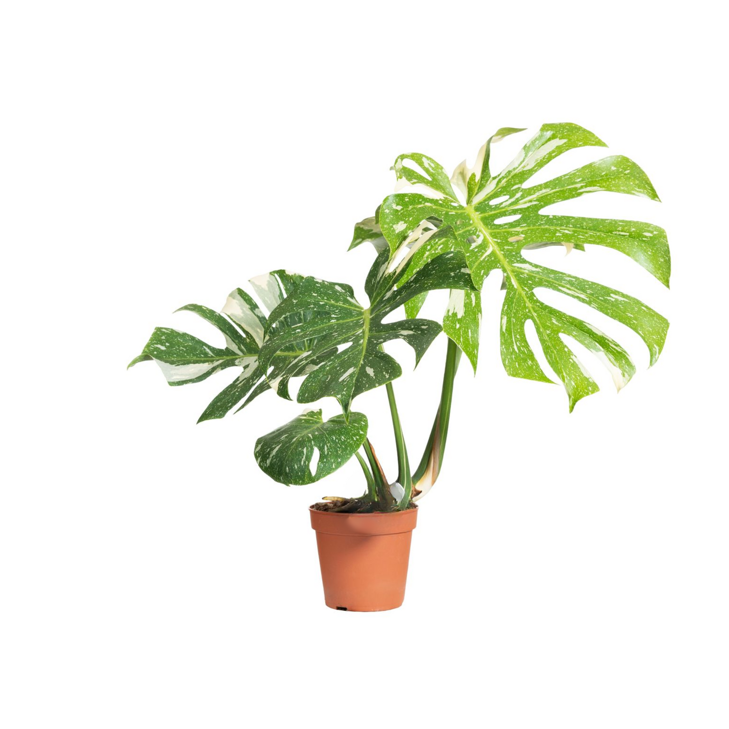 Monstera deliciosa &