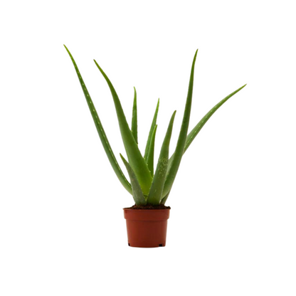 Aloe vera