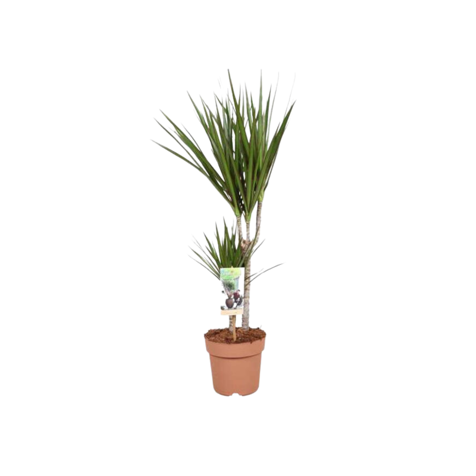 Dracaena marginata | medium