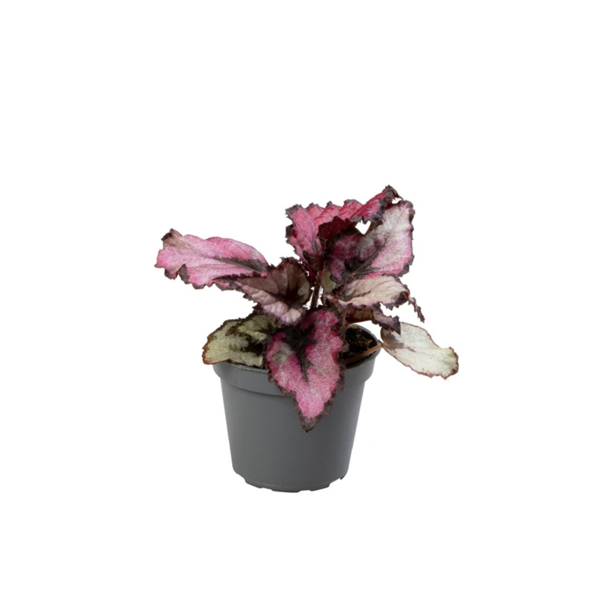 Begonia rex &