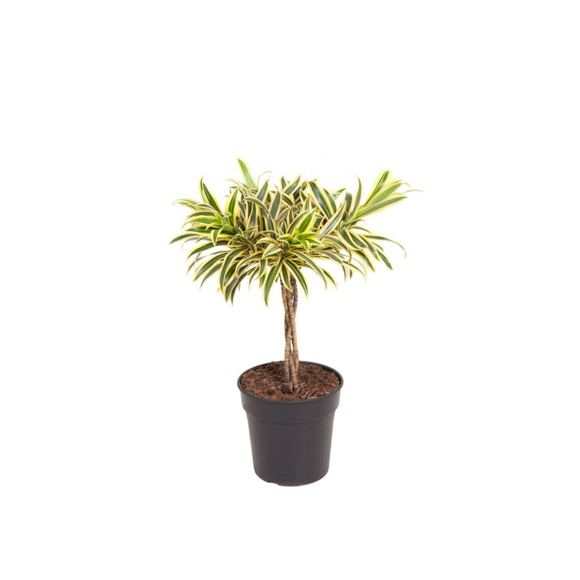 Dracaena &