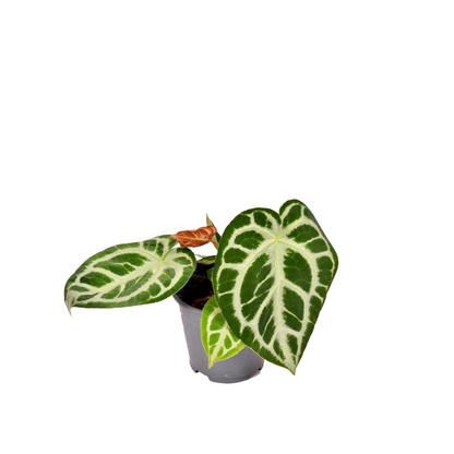 Anthurium crystallinum | klein