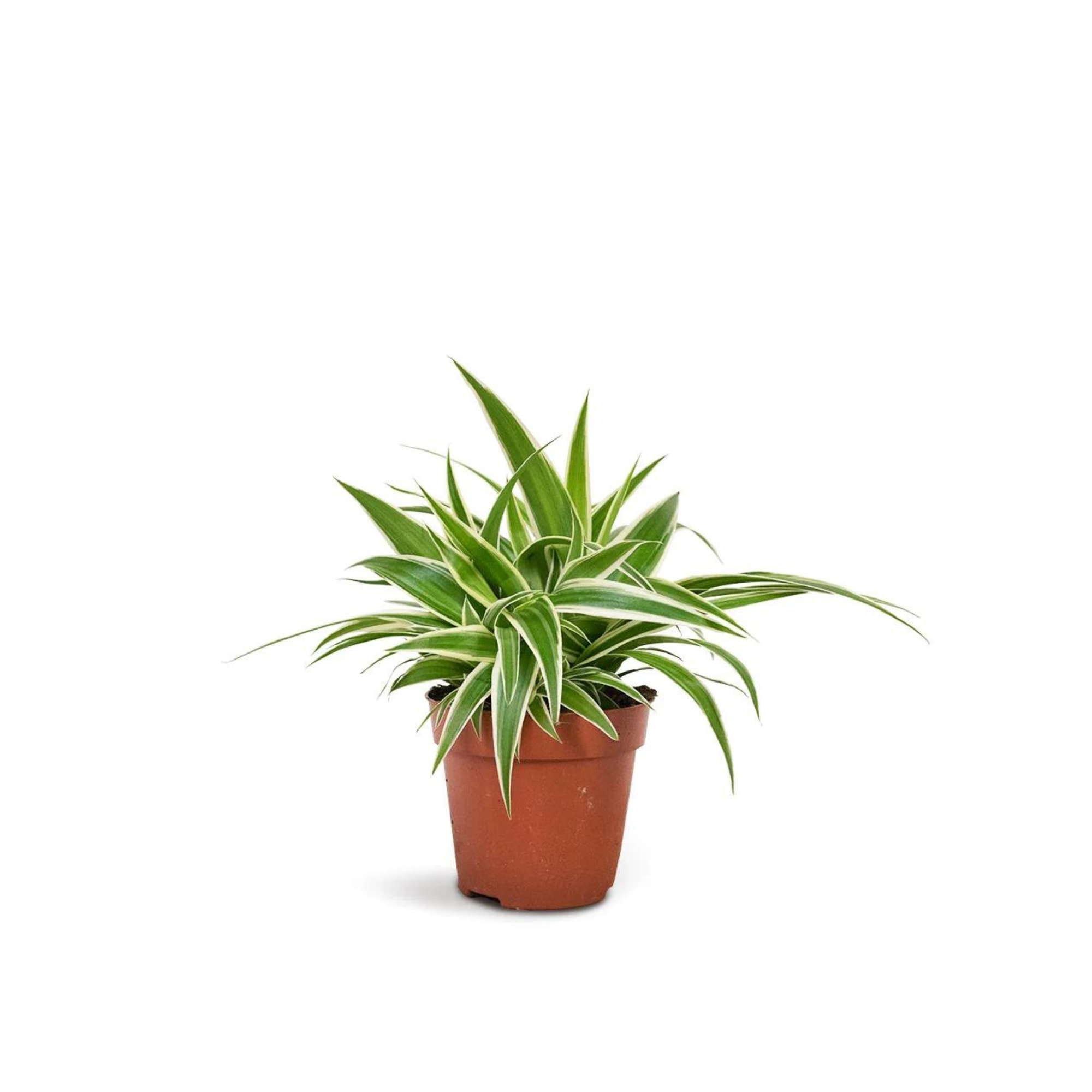 Chlorophytum &