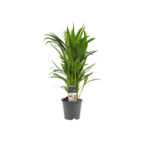 Dypsis lutescens | small