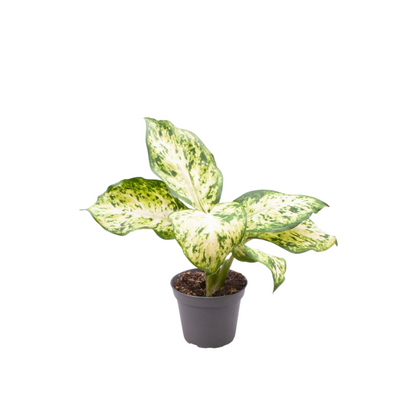 Dieffenbachia maculata &