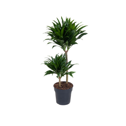 Dracaena compacta | medium