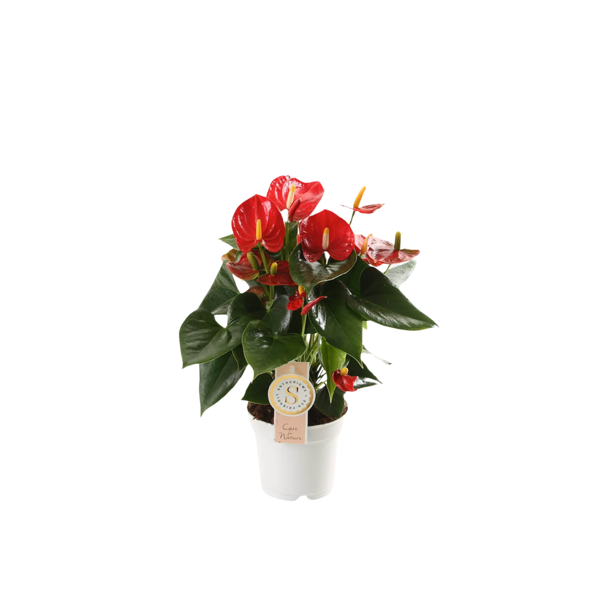 Anthurium &