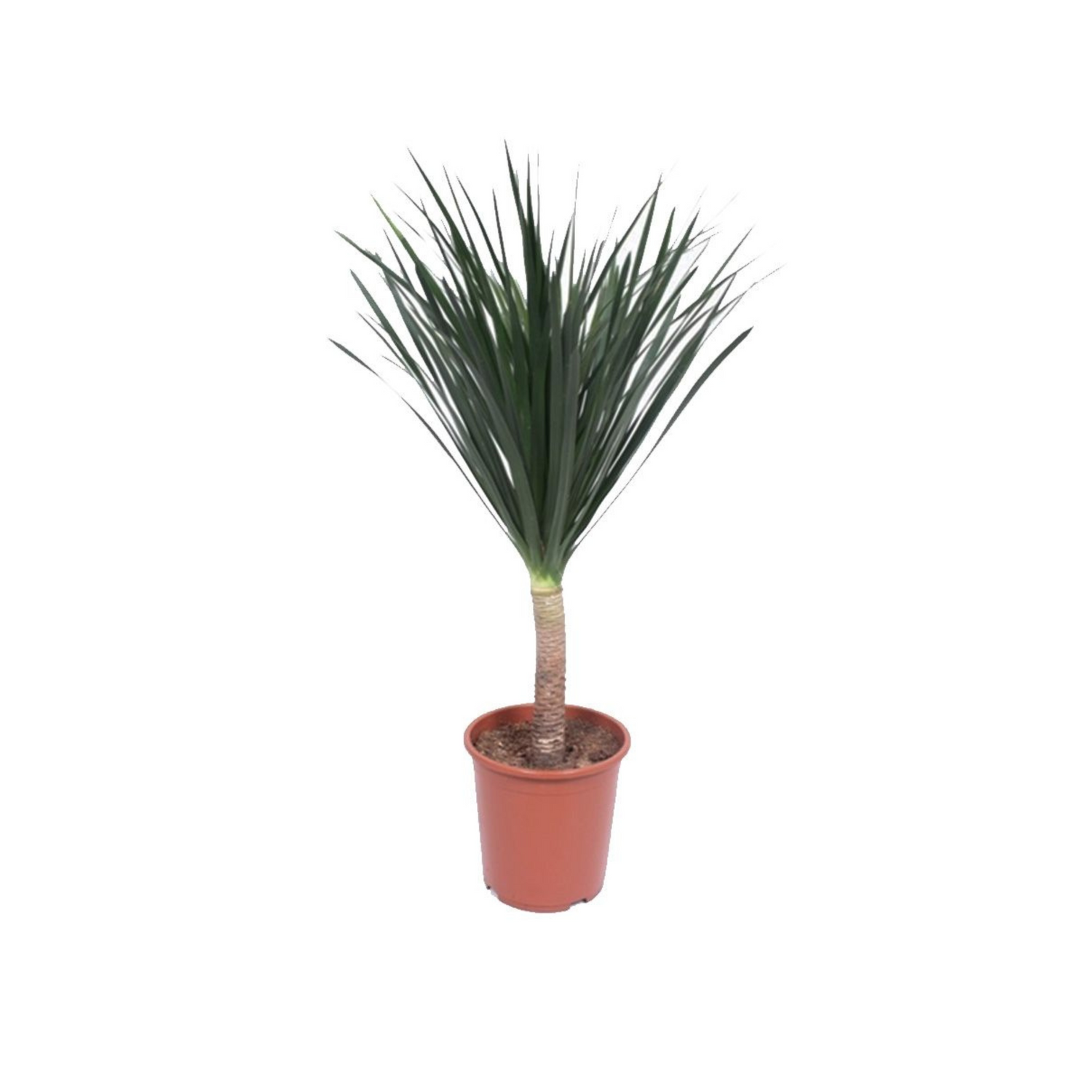 Dracaena &