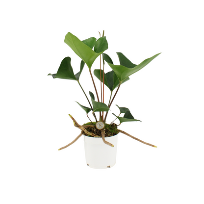 Anthurium &