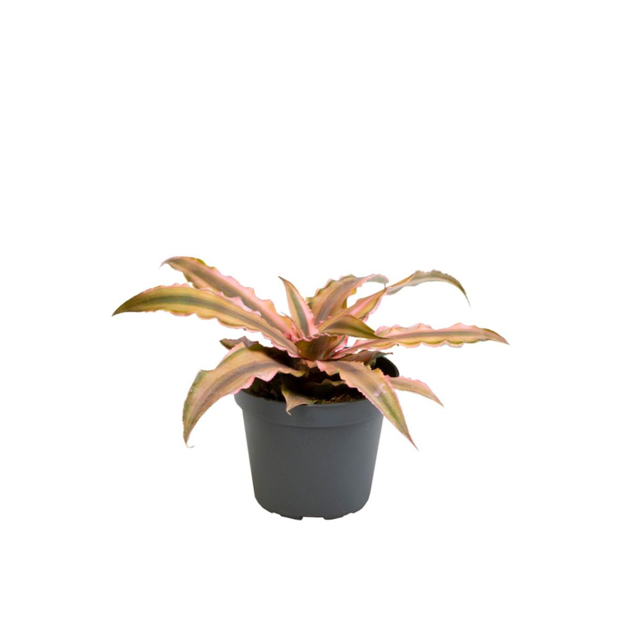 Cryptanthus &