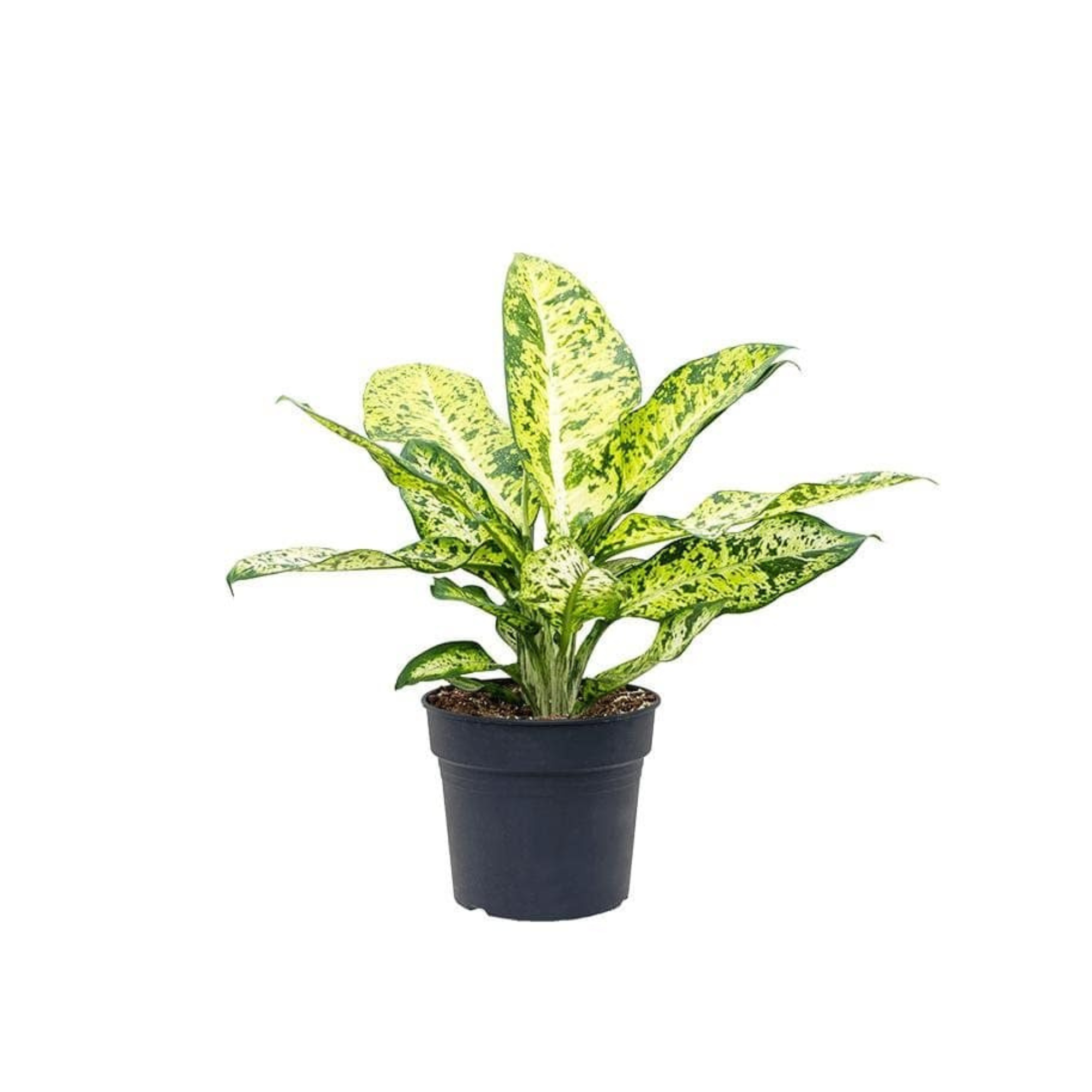 Dieffenbachia seguine &