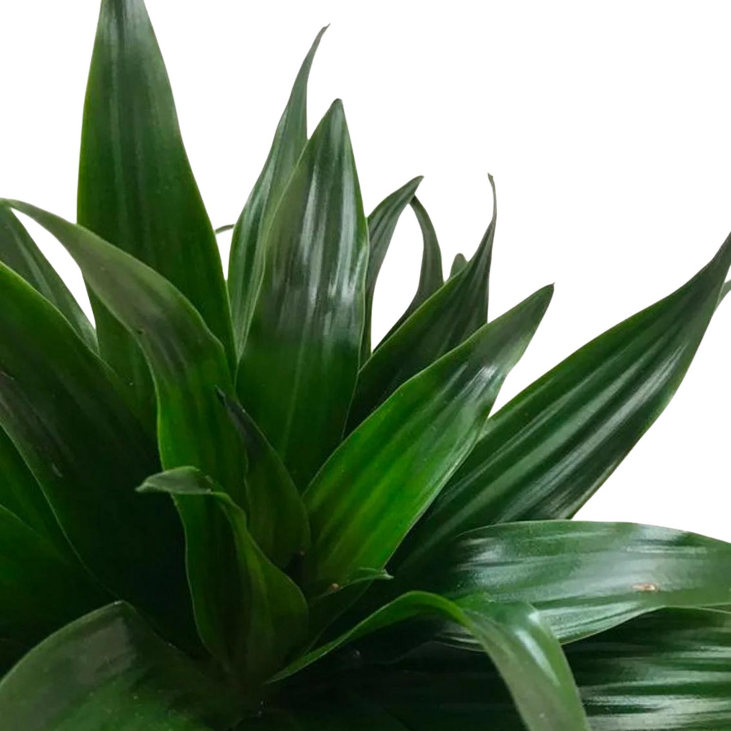 Dracaena compacta | medium