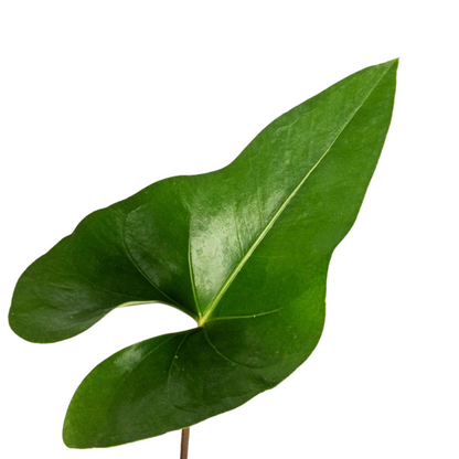 Anthurium &