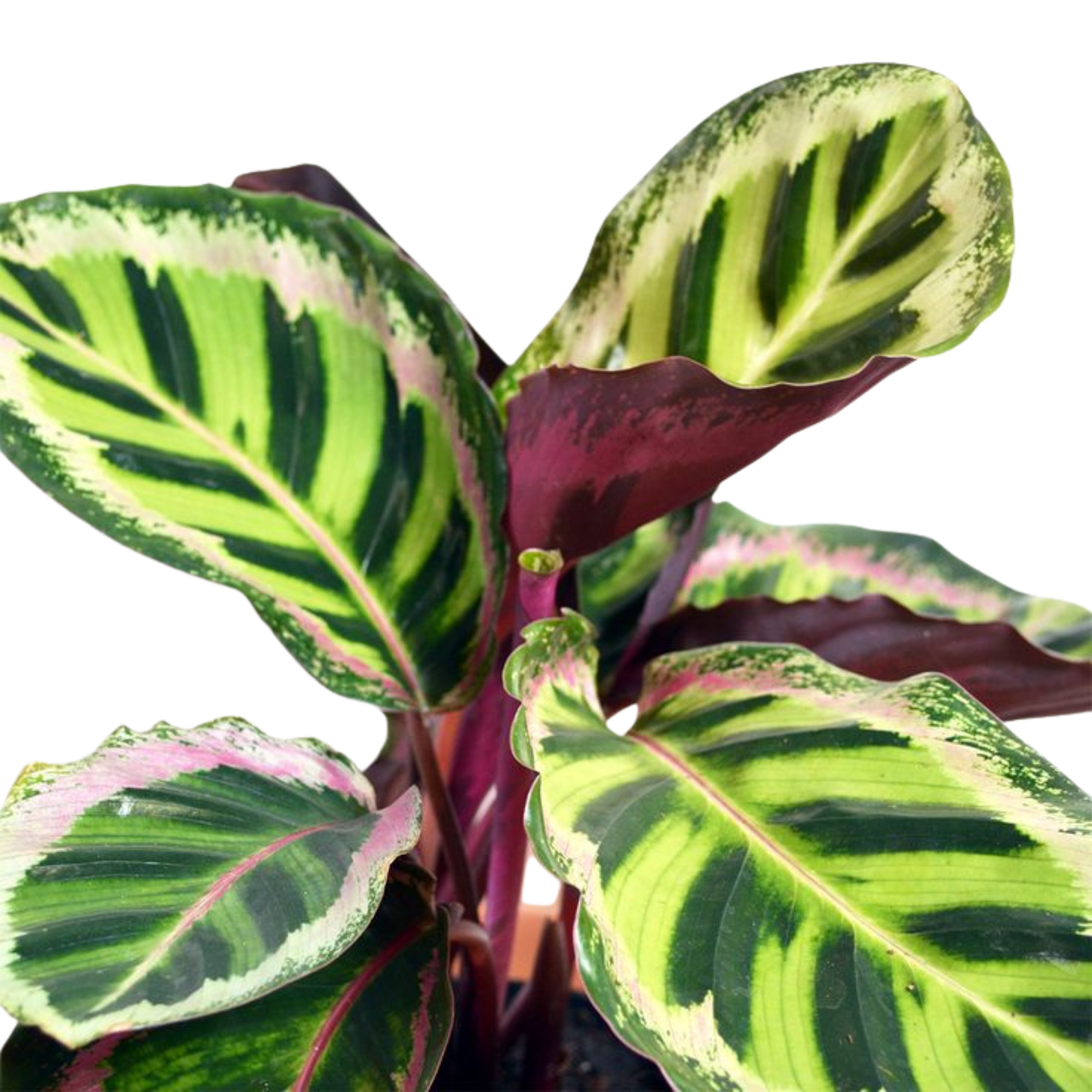 Calathea roseopicta &