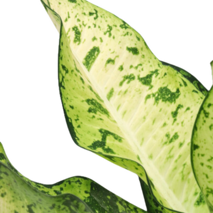 Dieffenbachia seguine &