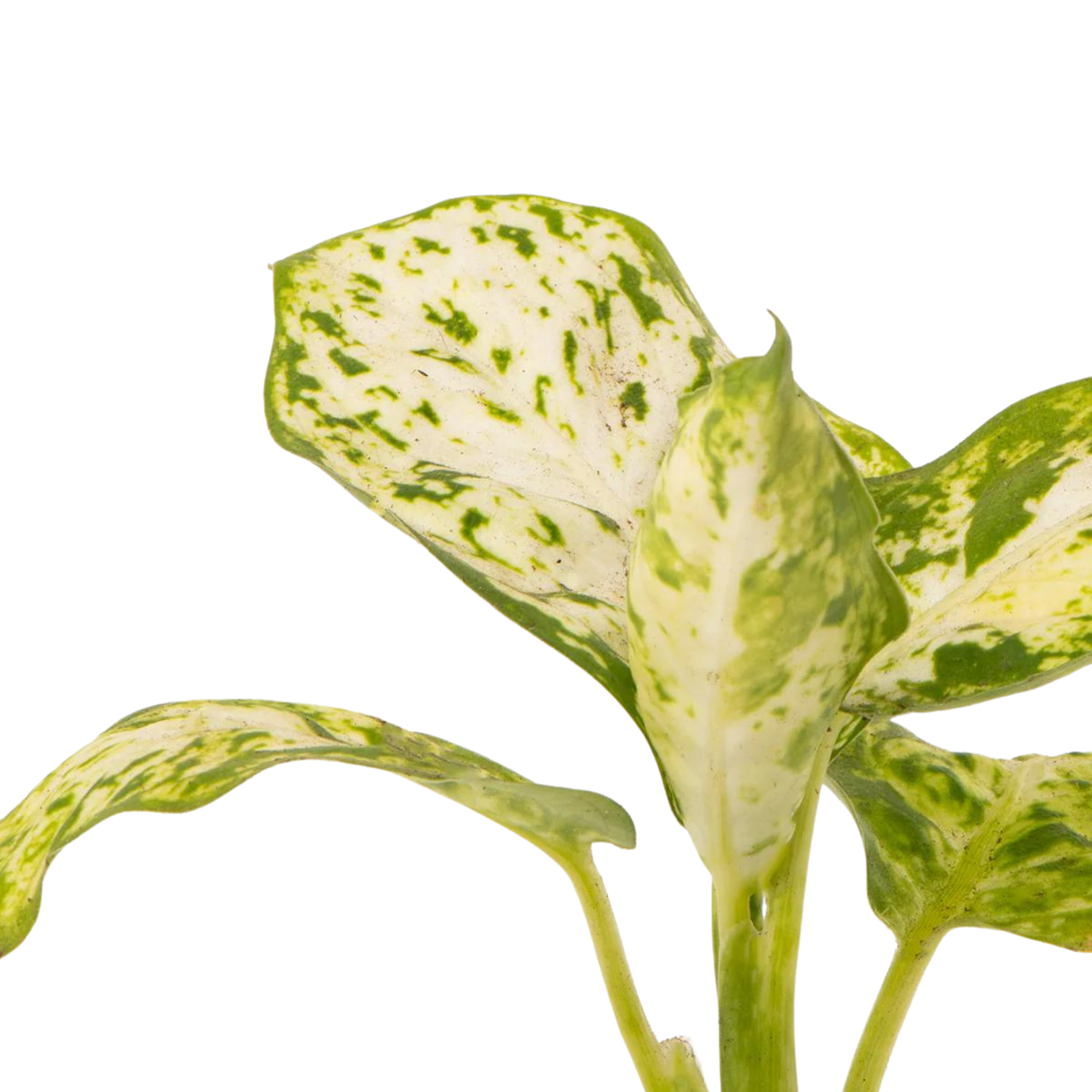 Dieffenbachia maculata &