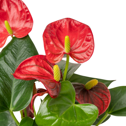 Anthurium &