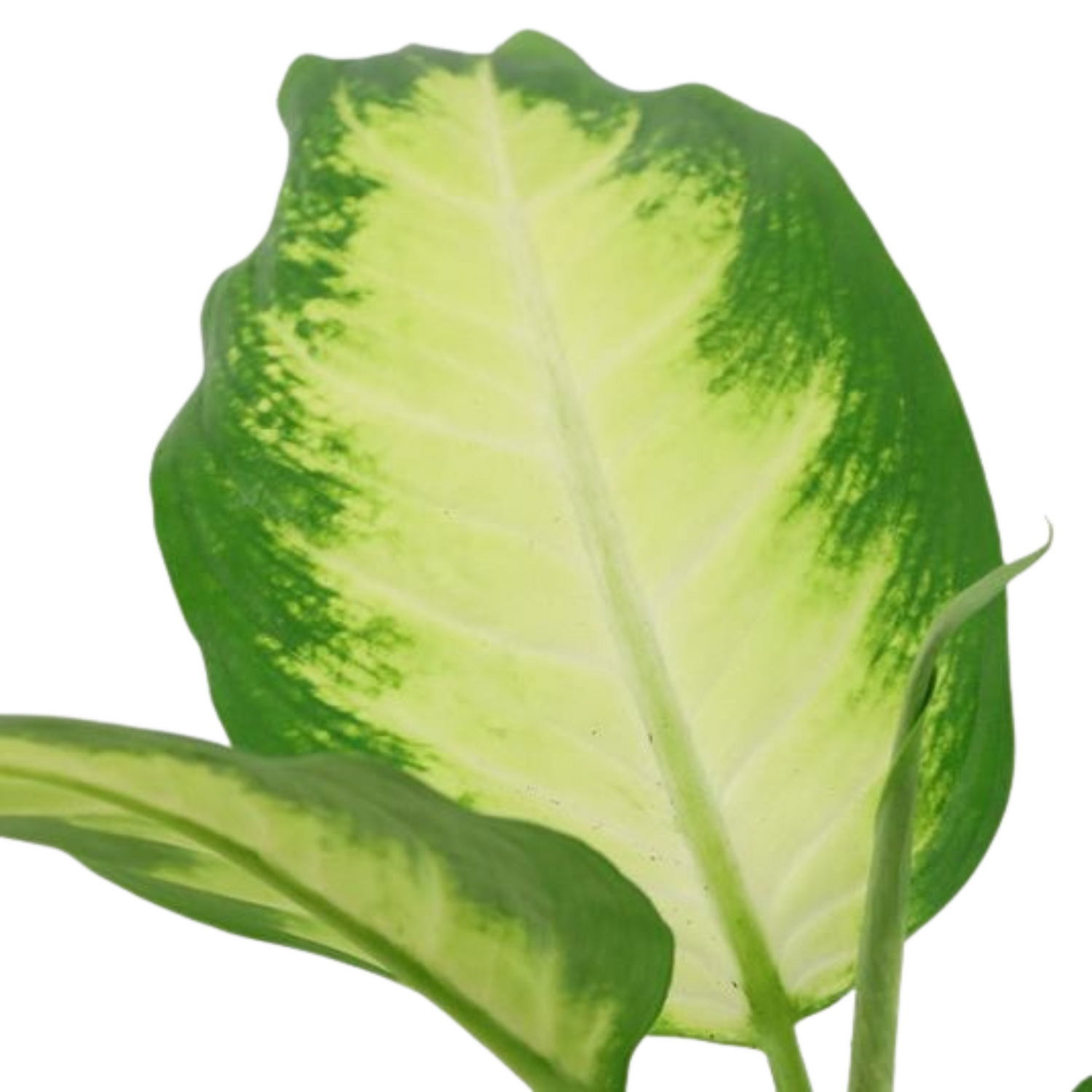 Dieffenbachia &