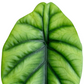 Alocasia clypeolata 'Green Shield' | klein