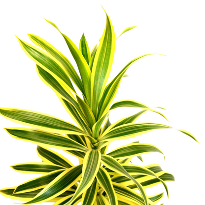 Dracaena &