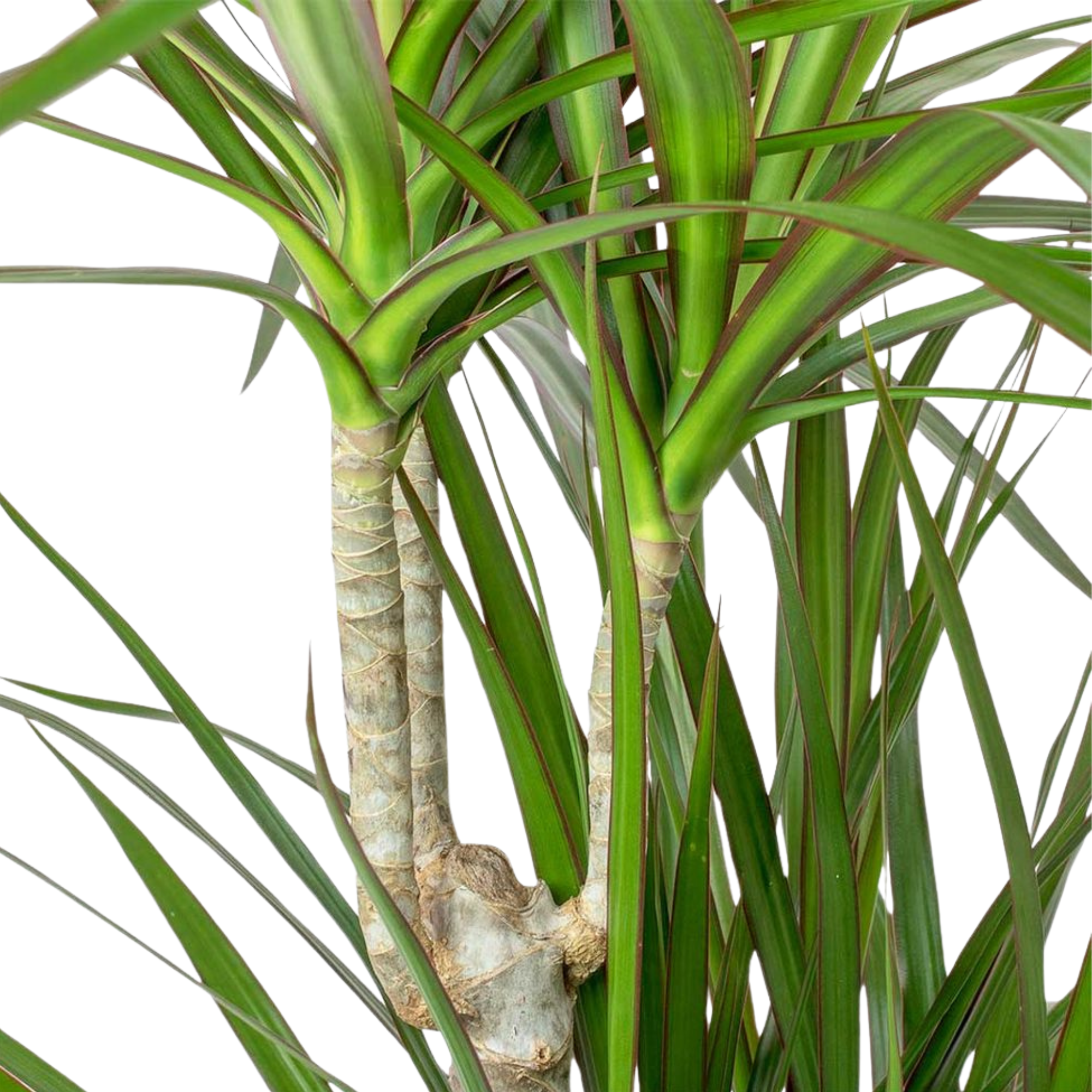 Dracaena marginata | medium